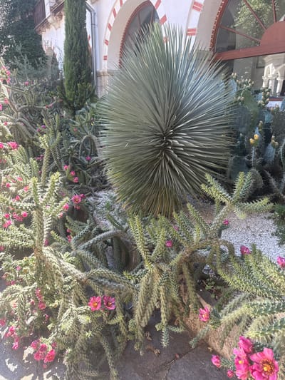 The image shows a close-up view of a xeriscape garden in Bachkovo, Bulgaria. The garden features a variety of drought-tolerant plants, including a large, spiky agave-like plant in the center, surrounded by several prickly pear cacti and a dense growth of Cholla cactus with bright pink flowers. In the background, a building with arched windows and decorative trim is visible. The ground is covered with white gravel and some dark paving stones. No people or animals are present in the scene.