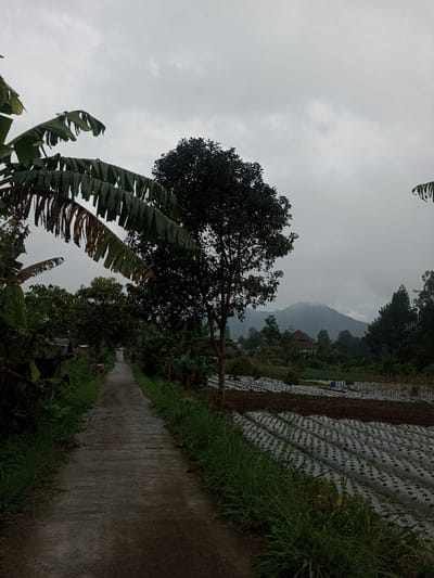 This image depicts a rural pathway in Chagzam_Pam, Bhutan, under an overcast sky. A narrow, damp concrete path extends from the foreground into the background, curving slightly to the left. The left side of the path is bordered by dense green foliage, including prominent banana plants with large, partly discolored leaves. On the right, a tall, dark-leafed tree stands midway along the path, adjacent to cultivated agricultural fields. These fields feature multiple parallel rows of crops covered with white plastic mulch film, interspersed with sections of exposed dark soil. In the mid-distance, beyond the fields, a building with a reddish-brown roof is visible, surrounded by trees. Hazy mountains, partially obscured by mist or low clouds, form the distant background. No individuals or active subjects are present.
