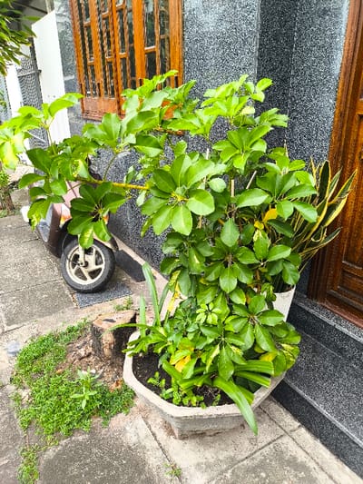 The image depicts an outdoor street scene on a concrete sidewalk in Thành phố Tuy Hòa, Vietnam, in front of a building with a dark gray, speckled exterior wall. In the immediate foreground, a hexagonal concrete planter holds a large, leafy green plant with multiple stems and smaller green plants, some exhibiting yellow variegation. To the right of the planter, a portion of a brown wooden door frame is visible against the gray wall. To the left, a brown scooter with a white front wheel is partially visible, parked on the concrete sidewalk. An old, low tree stump is situated on the sidewalk to the left of the planter, surrounded by small green weeds that also grow between the concrete slabs. A wooden window frame with multiple vertical panes is visible on the building's facade to the upper left.