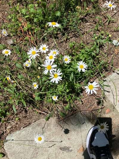 The image shows a cluster of white daisies with yellow centers growing in a patch of dry grass and soil. Some of the daisies are in full bloom, while others are still developing. The background is blurred, but appears to be a natural outdoor environment. The image is taken from a high angle, looking down on the daisies. There is a person's foot and shoe in the bottom right corner of the image, with a daisy resting on the shoe. The scene appears to be in a natural area, possibly a park or garden. The mention of Dilijan, Armenia, suggests a potential geographical context, but the image itself does not contain any specific landmarks or clues to confirm this location.