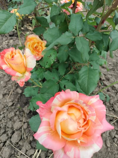 The image shows a close-up view of a rose bush with several variegated roses in bloom. The roses display a blend of pink, orange, and yellow hues, with some petals featuring white streaks. The foliage is a lush green, and the background consists of dark soil with some dry grass or straw scattered on the ground. The scene appears to be outdoors, in a garden or natural setting. No people or specific landmarks are visible to indicate a precise location within Lykhove, Ukraine.