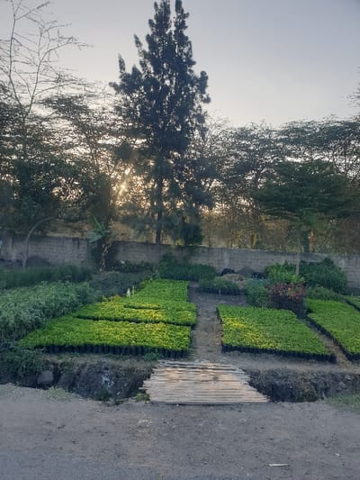 A landscape showcases rows of vibrant green crops, likely seedlings, in raised garden beds. Adjacent to the cultivated area, a pile of light-colored wooden planks lies next to a dirt path. In the background, trees with dense foliage and bare branches reach towards a pale sky, with sunlight filtering through the branches, creating a serene, rural scene. A brick wall is visible beyond the rows of crops.