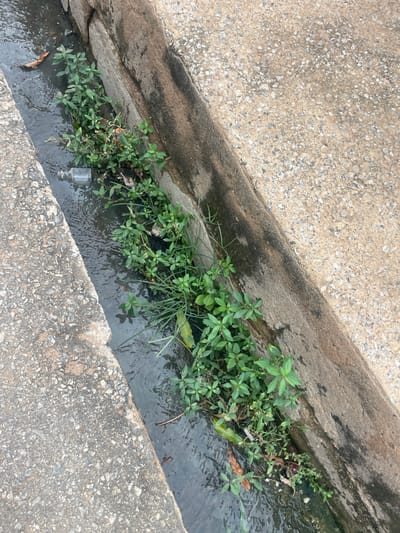 A close-up, overhead view captures a drainage ditch filled with murky water. Lush green plants with small leaves sprout from the embankment and reach into the water. Scattered debris, including leaves and a small clear plastic bottle, are visible in the ditch. The concrete surrounding the ditch is rough and textured, with visible aggregate. The lighting suggests it is daytime. The scene is a common urban or semi-urban environment, possibly in Jimeta, Nigeria, characterized by its functional infrastructure and the opportunistic growth of vegetation. No specific activity or event is depicted; the image focuses on the static scene of the ditch.