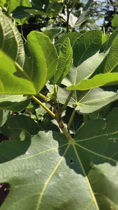 In Prigorodny, Russia, a close-up, high-angle shot captures the intricate details of a fig tree's foliage on a bright, sunny day. The foreground is dominated by several large, green fig leaves, their textured surfaces and prominent veins sharply defined by the sunlight. Some leaves are partially obscuring the view, creating a sense of depth and lushness. In the center of the frame, a branching stem is visible, dotted with small, emerging green buds and a few black specks, possibly tiny insects or blemishes. Sunlight filters through the leaves, casting dappled shadows and highlighting the vibrant green hues. The background is softly blurred, revealing the indistinct shapes of more foliage and a sliver of bright blue sky, suggesting an outdoor setting within a natural or garden environment. The overall impression is one of natural growth and the vibrant life of the plant under a clear sky.