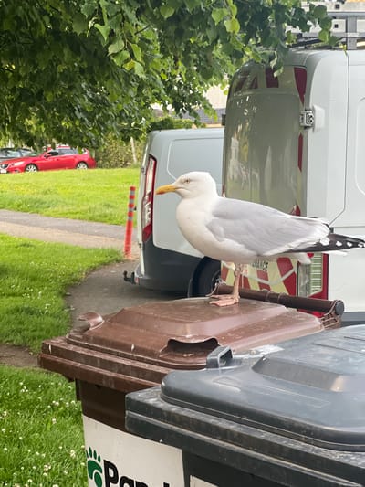 A large seagull stands on top of a brown garbage bin in Balbriggan, Ireland. The bird is predominantly white with light grey wings and black-tipped wing feathers. It has a yellow beak and pink legs and feet. The seagull is facing left, looking away from the camera. Behind the seagull, a white van with red and yellow reflective stripes is parked. In the background, a red car is visible on a grassy area. The foreground shows more garbage bins, one of which is dark grey. The environment appears to be an outdoor urban setting with trees and green grass.