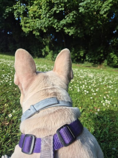 A French bulldog, seen from behind, wearing a grey collar and a purple harness, sits in a grassy field dotted with small white flowers. The dog's large, light-colored ears point upwards, and its short, light-colored fur is visible. In the background, a dense line of lush green trees forms a natural backdrop, with dappled sunlight filtering through the leaves. The scene evokes a peaceful outdoor setting. This image was taken in Bridlington, United Kingdom, likely in a park or open green space within the town.