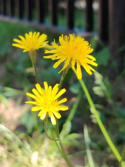 In Dolgoprudny, Russia, a close-up, eye-level shot focuses on three bright yellow dandelion flowers. The flowers are the primary subjects, with their petals fanned out and stamens visible in the center. The largest and most in-focus flower is positioned in the foreground, slightly to the right. To its upper left, a second, slightly less distinct flower is visible, and further up and to the left, a third flower is present but significantly blurred. The background consists of soft, out-of-focus green foliage, suggesting a natural or park-like setting. Behind the foliage, dark vertical elements, possibly fence posts, are faintly visible and blurred, indicating a boundary or structure in the distance. The lighting appears natural, with the sunlight highlighting the vibrant yellow of the flowers.