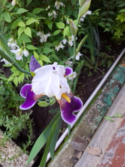 An image shows a close-up view of a single bearded iris flower with white petals and deep purple falls, set against a backdrop of green foliage and small white flowers. A portion of a brick patio and a white pipe are visible in the lower right corner of the frame. The scene is typical of a garden in Pervouralsk, Russia, during the blooming season.