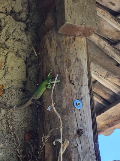 A green lizard is perched on a rough wooden post in Sadina, Bulgaria. The post, which appears to be part of an old structure, has visible grain and some signs of weathering. To the left of the post is a textured wall made of mud and straw. Dry, straw-like plants are growing near the base of the wall and the post. In the background, wooden beams suggest the presence of a roof or other structural elements. A small blue washer with a screw is affixed to the post. The overall scene is rustic and natural, indicating an outdoor setting in a rural or historical location.