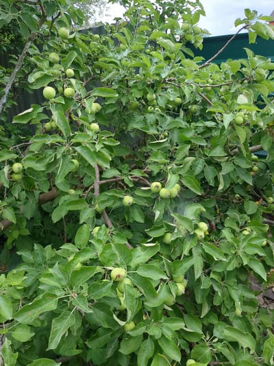 A close-up, eye-level shot captures an apple tree laden with numerous small, green apples, situated outdoors. The tree's branches are densely populated with vibrant green leaves, some showing signs of disease or damage with small brown spots. Delicate spiderwebs are visible, clinging to some of the branches and leaves. In the background, a dark green corrugated metal fence is partially visible, suggesting a boundary or enclosure. The overall environment appears to be a garden or orchard. No people or animals are present in the image. The lighting indicates it is daytime, with overcast skies suggesting a cloudy or partly sunny condition. The scene is consistent with a residential or agricultural setting in Boryspil, Ukraine.