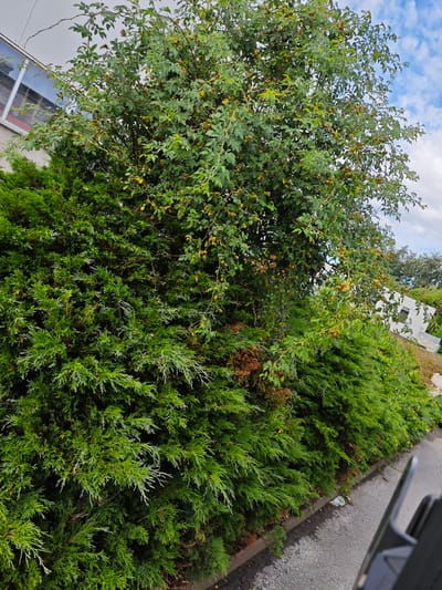 This image depicts an outdoor scene in Hofgeismar, Germany. In the foreground, a dense green hedge, possibly a thuja, runs along a grey paved surface. Behind the hedge, a large shrub or small tree with green leaves and numerous small, brown, dried seed pods is visible. In the background, a white building with a window and a slanted roof is partially obscured by trees and foliage. The sky above is blue with scattered white clouds.