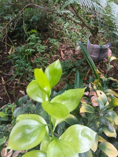 This image depicts a natural outdoor scene in Kon Tum, Vietnam, dominated by dense vegetation. In the immediate foreground, a plant with large, glossy, light-green leaves occupies the lower-left and central portions of the frame, slightly out of focus. To its right, a second plant features smaller, darker green leaves, some exhibiting yellow and brown discoloration. A slender, dark green leaf or blade is visible extending upwards from the lower right. The midground reveals uneven ground covered with green undergrowth, fallen leaves, and exposed soil. A grey, cylindrical container, possibly a modified plastic bottle or fabric pot, is located on the ground in the mid-right, containing a small plant or shrub and secured by a blue strap or tie. The background consists of various shades of green foliage, including a large fern frond in the upper right, along with branches and further undergrowth. No individuals or actions are depicted.