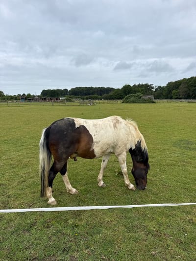 The image displays a rural pasture in Hazlemere, United Kingdom, under an overcast sky. A single piebald horse, featuring prominent dark brown and black markings over a white coat, stands centrally in the frame, with its head lowered to graze on the green grass. The horse possesses a shaggy, light-colored mane and tail, and exhibits visible male genitalia. A white electric fence runs horizontally across the lower foreground of the image. The midground consists of a broad expanse of green pasture. In the background, a dense line of dark green trees forms a natural boundary across the horizon. To the left, several distant farm structures, including a building with a potential red roof, utility poles, and additional fencing, are visible. The sky is entirely covered by a uniform layer of grey clouds.