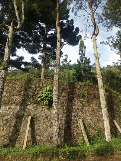 This image captures a vertical view of a natural, forested hillside scene in Yusipang, Bhutan, dominated by several tall, slender conifer trees in the foreground. Their textured, light-colored trunks rise towards a canopy of dark green needles, partially obscuring a bright sky with patches of white clouds.
A prominent feature is a sturdy retaining wall constructed from irregular dark grey stones, covered in areas by moss, small green plants, and vines. The wall supports the higher ground, which is densely vegetated with various green foliage and smaller trees. Shadows from the foreground trees are cast diagonally across the stone wall.
Approximately halfway up the trunk of the central tree, a circular, white, dish-like object, possibly a speaker or sensor, is attached. At the base of the stone wall, near the ground level, two light-colored wooden or concrete planks lean against it, partially hidden by lush green undergrowth. In the background, beyond the immediate trees and hill, faint outlines of distant structures or buildings can be seen under the horizon line.
The scene appears to be set during the daytime, likely morning or early afternoon, indicated by the clear lighting and shadows. The overall impression is one of a serene, natural environment, characteristic of a mountainous and forested region. There is no visible text in the image.