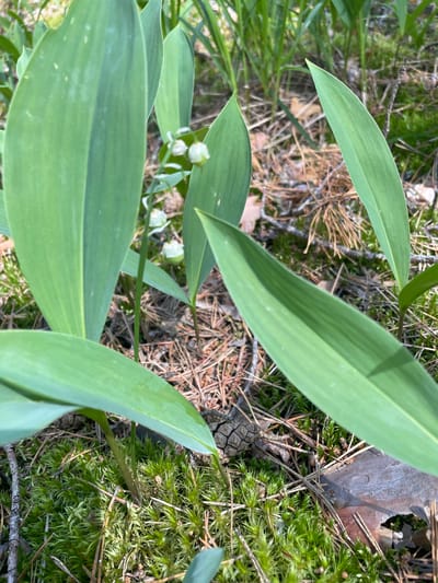The image depicts a close-up view of lily of the valley plants growing in a forest floor setting. The foreground is dominated by large, green, lance-shaped leaves of the lily of the valley, some of which are in sharp focus while others are blurred. Delicate white, bell-shaped flowers are visible in clusters on thin stems, nestled amongst the leaves. The background shows a natural environment with green moss, pine needles, dry leaves, and a small pine cone scattered on the ground. The lighting suggests it is daytime, with sunlight filtering through to illuminate the scene. There are no people or man-made structures visible. The scene is likely in a natural woodland area. The prompt mentions a specific location in Priluki, Russia, but the image itself does not contain any visual cues to confirm this location.