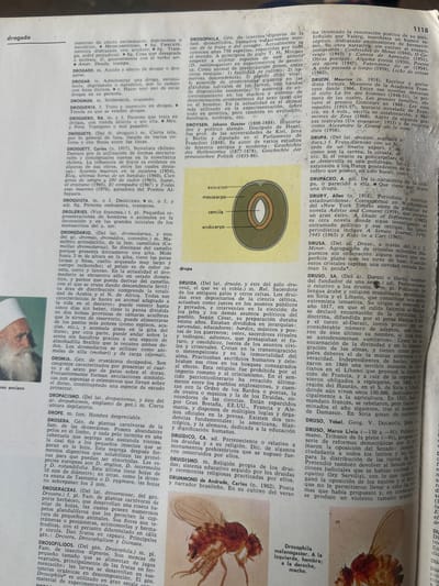 The image is a close-up, overhead shot of an open book, likely an encyclopedia or dictionary, featuring detailed text and an illustration. The book's pages are filled with entries, some of which include Latin scientific names and descriptive text.
The primary subjects are the text and the illustrations. One prominent illustration shows a cross-section of a biological structure, labeled with terms like "exocarp," "mesocarp," and "endocarp," suggesting it might be related to fruit anatomy. Another illustration depicts a fly, identified by its scientific name *Drosophila melanogaster*.
The activity taking place is the presentation of information, likely for educational or research purposes. The text discusses various subjects, including botany, zoology, and possibly cultural or historical topics, as indicated by terms like "mythology," "poetry," and "history."
Notable details include the specific entries visible, such as "Druggista," "Dromedar," "Dromia," "Droselila," "Droseraceae," "Droserolis," and "Drosophilo." The text also mentions scientific classification, geographical locations like "Venezuela," and historical figures. The overall setting is a reference book, implying a quiet and studious environment.
There is significant visible text in Spanish, including titles of entries and descriptive passages. Some English text is also present, particularly in the biographical information about authors and researchers. The book appears to be in good condition, with clear printing.