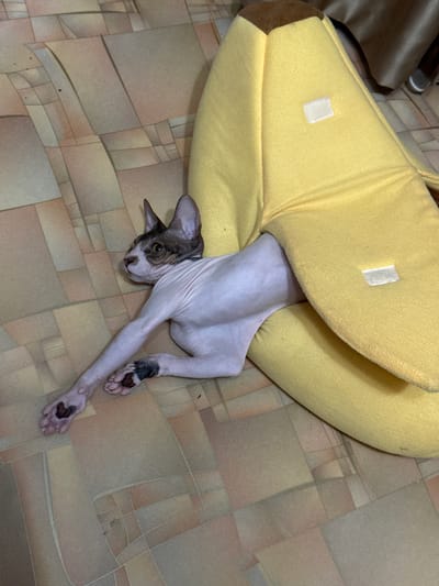 A Sphynx cat is lying on its side, partially inside a yellow banana-shaped pet bed. The cat's body is light pink with darker grey markings on its head and paws. Its eyes are open and looking towards the viewer. The pet bed is plush and has a brown tip resembling a banana peel. The cat is lying on a light brown tiled floor with a geometric pattern. The scene appears to be indoors, possibly a home environment. The lighting suggests it is daytime.