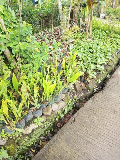 Lush greenery dominates the scene. Numerous small plants in black plastic bags line a concrete curb, bordering a paved path. The plants are various types, including ferns with bright green leaves and others with patterned foliage. Taller bushes and trees create a dense backdrop. The overall impression is of a well-maintained garden with diverse plant life.