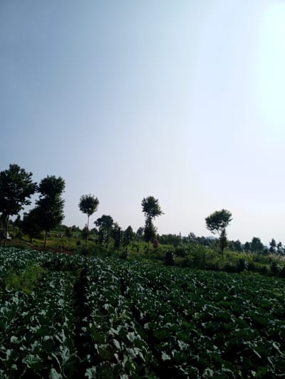 The image depicts a field in Ban Katan, Laos, densely populated with leafy green crops, possibly cabbages. Rows of plants are visible, extending across the foreground. In the midground, a line of trees separates the field from a slightly elevated area with more vegetation. The background features a clear, bright sky. No people or animals are visible. The overall environment appears rural and agricultural.