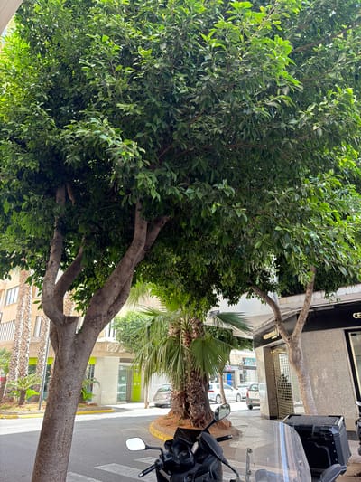 A street-level, vertical, eye-level, full outdoor shot captures a sunlit, urban scene in Ibiza, Spain. The foreground is dominated by a large, mature tree with a thick, gray trunk that splits into multiple branches supporting a dense canopy of green leaves. To the left of the tree, a portion of a modern building with vertical white siding and windows is visible. A smaller palm tree with fronds reaching upwards is positioned behind the main tree.

In the middle ground, the street curves gently, marked by a yellow curb. Several vehicles are parked along the street or in the background, including a silver hatchback and other cars. Another building, lighter in color, with green-tinted windows and doors, is situated across the street. A storefront with a dark facade and a sign that reads "CE" is visible to the right.

The background reveals more of the urban environment, with additional buildings and what appear to be more palm trees. The overall impression is of a vibrant, sunny day in a well-maintained urban area, likely a commercial or residential street in Ibiza. There are no people visible in the image. The scene is static, with no discernible actions taking place.