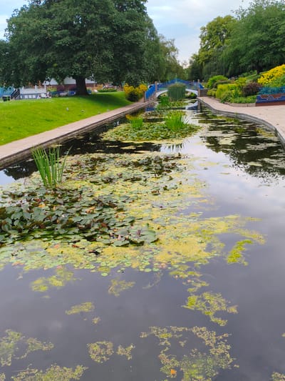 The image depicts a canal with abundant lily pads and aquatic plants, reflecting the sky and surrounding trees. On the left bank, a large, leafy tree stands prominently on a grassy slope with a few scattered pigeons. People are seated on the grass near the base of the tree. A paved walkway follows the canal's edge, leading to a picturesque blue bridge with white arches spanning the water. The right bank features a landscaped area with vibrant yellow flowers, lush green bushes, and decorative blue railings. The scene suggests a tranquil park or public space within the city of Wychavon, United Kingdom.