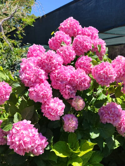 A cluster of vibrant pink hydrangeas dominates the foreground of the image, with their large, full blooms taking center stage. The flowers are densely packed, creating a lush and abundant visual. Lush green foliage forms the backdrop, interspersed with some lighter green leaves that catch the sunlight. In the upper right portion of the image, a dark, textured material, possibly a shade cloth or canopy, is visible, stretched taut against a clear blue sky. To the left, the branches of a tree with green leaves are partially visible, adding another layer of natural elements to the scene. The overall impression is that of a well-maintained garden or outdoor space, bathed in bright sunlight. The image appears to have been taken in the town of Donji Štoj, Montenegro, a location known for its coastal beauty and vegetation.