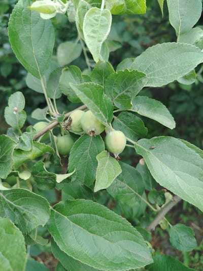 A close-up, slightly downward angled, outdoor, vertical, medium shot captures a branch of an apple tree laden with small, unripe green apples in Zyryanskoye, Russia. The branch, a light brown hue, is partially obscured by an abundance of large, textured green leaves with serrated edges. Several small, round, pale green apples are visible, clustered together and hanging from thin stems. Some of the apples have faint brown blemishes near their calyx end. The background is a blur of dark green foliage and hints of brown earth. One small, light-brown insect is perched on a leaf in the upper left quadrant of the image, and another is visible on a leaf in the lower right quadrant. The lighting suggests it is daytime with diffused light, possibly overcast.