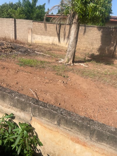 The image depicts an outdoor scene in Wauro Jabbe, Nigeria. A concrete wall, constructed from light-colored bricks, forms a boundary in the background. To the left, a pile of dried, burnt debris lies on the ground. In the center of the frame, a mature palm tree with a thick, textured trunk stands prominently, its fronds casting shadows on the wall. The ground is primarily composed of reddish-brown soil, with patches of dry grass and sparse green vegetation. In the foreground, a concrete curb runs horizontally across the bottom of the image, with a cluster of vibrant green leafy plants growing along its edge. The sky is a clear blue.