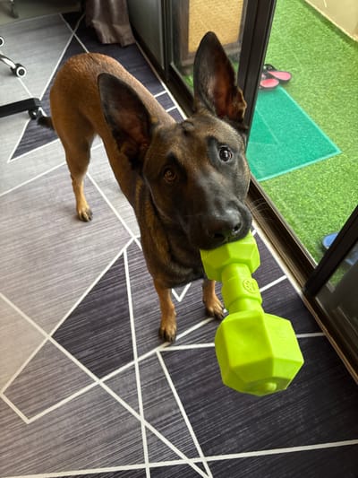A Belgian Malinois dog stands on a geometric patterned rug, holding a neon green dumbbell-shaped chew toy in its mouth. The dog is facing forward, looking directly at the camera with its ears perked. Behind the dog, a large glass door opens to an outdoor area with artificial turf. Red flip-flops rest on the turf. A black office chair is partially visible to the left of the dog. The environment suggests an indoor-outdoor living space in a location like Mab Frak Thong, Thailand, given the breed of dog and the common use of artificial turf in such regions.