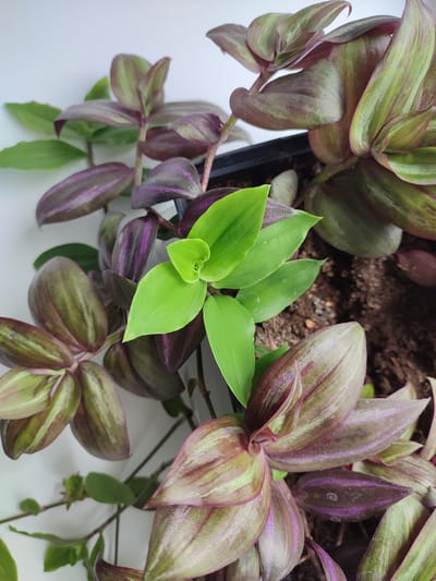 The image displays a close-up, overhead view of a potted plant, likely a Tradescantia zebrina, with its characteristic striped leaves. The leaves are a mix of deep purple and green, with some new growth emerging in a vibrant lime green at the center of the plant. The plant is in a dark-colored pot, with visible dark soil. The background is a plain white surface, suggesting an indoor setting. There are no people or any other objects present in the frame. The image is well-lit, and the focus is sharp on the plant. The provided context about the location in Денисово, Russia, does not align with any visual cues in the image itself, as the image lacks any external environmental indicators.