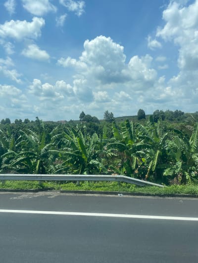 The image depicts a scenic view of a banana plantation in Dong Nai City, Vietnam. In the foreground, a paved road with a white line marking is visible, bordered by a metal guardrail and lush green grass. Beyond the guardrail, rows of tall banana trees with large, vibrant green leaves dominate the landscape, stretching towards the horizon. The plantation appears dense and well-maintained, suggesting a productive agricultural area. In the middle ground, a few houses and other trees can be seen interspersed within the plantation, adding to the rural charm of the scene. The background is characterized by rolling hills covered in greenery, further emphasizing the natural beauty of the region. The sky above is a clear blue, adorned with fluffy white clouds, indicating a pleasant, sunny day. The overall impression is one of tranquility and natural abundance, characteristic of the Vietnamese countryside.