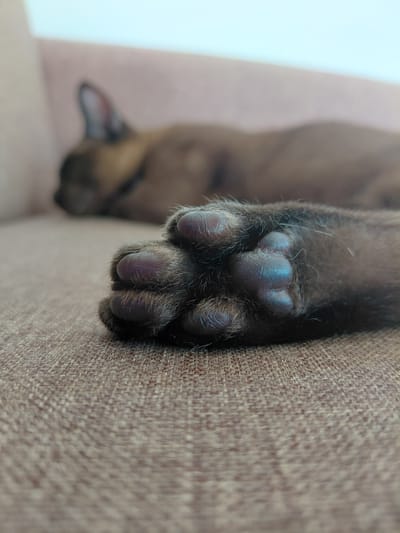 In Novo-Biyskoye, Russia, a close-up, slightly blurred shot focuses on a brown cat's paw resting on a textured brown surface. The paw, with its dark, segmented pads and surrounding fur, is the main subject. In the background, out of focus, a larger portion of the cat, appearing to be sleeping, is visible. The overall scene suggests a relaxed, domestic setting.