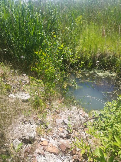 The image depicts a small, stagnant body of water surrounded by tall green reeds and other vegetation. The ground around the water is covered with rocks and debris, including what appears to be broken bricks. There are no people or animals visible in the scene. The environment suggests a neglected or overgrown area, possibly on the outskirts of a settlement. The context of Rozdil, Ukraine, suggests this may be a natural or man-made water feature in a rural or semi-rural setting within the city. The overall impression is one of a natural, somewhat wild landscape.