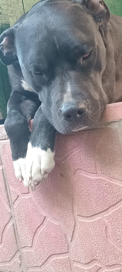 A dark-colored dog, possibly a pit bull mix, is lying on its side. The dog's head is on the left side of the frame, and its eyes are partially closed, suggesting it is relaxed or sleeping. Its snout is dark and moist, with visible whiskers. One of its front paws, which has white markings, is resting on a textured pink surface. This surface appears to be a patio or walkway made of interlocking tiles with a pebble-like texture and a decorative raised pattern. The dog's body extends towards the bottom of the frame, partially resting on a wooden surface. The overall lighting suggests it is daytime. The setting appears to be outdoors, likely in a residential area given the patio tiles and wooden planks. The dog's relaxed posture conveys a sense of peace. There is no visible text in the image. The location context is Koviahy, Ukraine.
