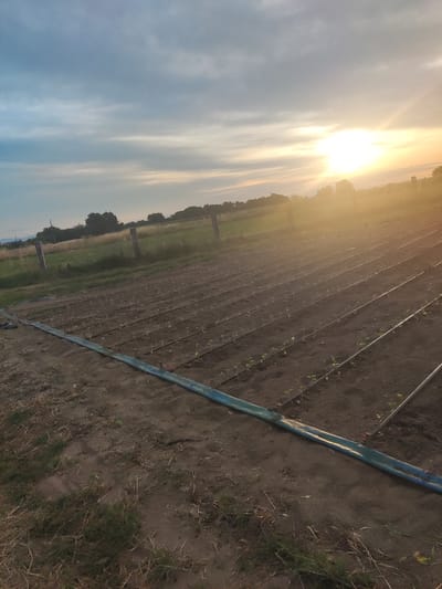 The image shows a field of young plants, likely a vegetable crop, in Manole, Bulgaria. The rows of plants are spaced evenly across the dark soil, and a blue irrigation hose runs along the ground, suggesting they are being watered. In the background, a wooden fence and trees mark the edge of the field, with a hint of a grassy area and distant hills. The sun is setting, casting a warm, golden light across the scene, with soft clouds in the sky. The overall impression is one of rural tranquility and agricultural activity.