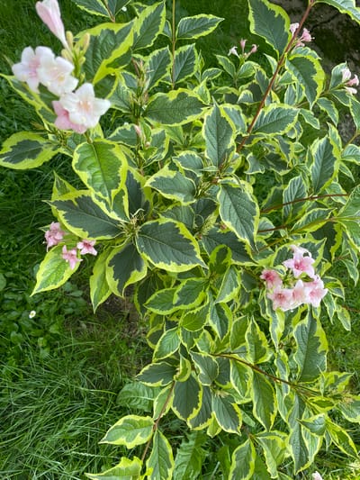 This is a top-down, eye-level medium shot of a variegated shrub with green and yellow leaves, adorned with clusters of small, pale pink, bell-shaped flowers. The shrub is situated in a garden with green grass and some small white flowers. The scene appears to be outdoors, possibly in a residential yard or a park. The lighting suggests it is daytime. The image was taken in Piatra-Neamț, Romania.