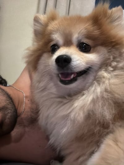 A close-up, slightly angled shot depicts a tan and white Pomeranian dog with its mouth open, potentially panting or smiling, held up by a person. The person's chest, part of their neck wearing a silver chain, and the top of their head with short dark hair are visible at the bottom of the image. The background is indistinct, suggesting an indoor setting. The photograph does not provide enough information to determine a specific location in Cuautla, Mexico.