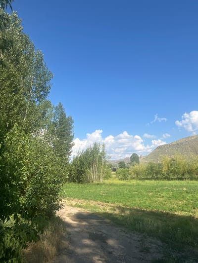 This is a landscape photograph taken outdoors in Gladzor, Armenia. The image captures a rural scene with a clear blue sky dominating the left half, dotted with fluffy white clouds towards the horizon. The right side of the frame features a lush green field adjacent to a dirt path. In the foreground, dense green foliage from trees obscures the bottom of the image. In the midground, a line of slender trees with lighter bark stands out against the green field. Behind the field, a steep, rocky mountainside rises, partially covered in vegetation. The sunlight suggests it is daytime, likely late morning or early afternoon given the shadows cast by the trees on the dirt path. The weather appears to be fair and sunny. There is no visible text in the image.