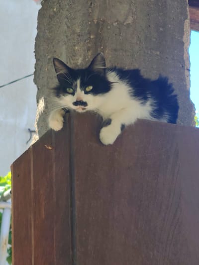 A black and white cat with a distinctive mustache marking on its face is resting on top of a wooden surface. The cat has green eyes and is looking towards the camera. The background shows a rough textured stone pillar and a bright blue sky. The scene appears to be outdoors, possibly in a residential area or a yard in Kocherinovo, Bulgaria. The wooden surface is dark brown and appears to be a fence or a ledge.