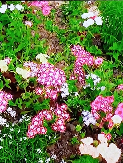The image depicts a close-up view of a garden bed filled with a variety of flowering plants. The flowers are predominantly pink and white, with some clusters of smaller white blossoms and a few pale yellow flowers scattered throughout. The plants have lush green foliage, and the ground appears to be dark soil. The scene is static, with no people or actions evident. The image does not contain any information that would allow for the identification of its location within the city of Chachersk, Belarus.