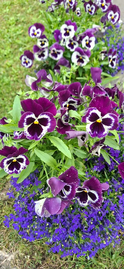 A close-up, vertical, eye-level shot captures a dense arrangement of purple and white pansies interspersed with small purple lobelia flowers. The pansies are the dominant subject, with their dark purple centers edged in white and a bright yellow stamen. Some pansy petals are slightly drooped or unfurled, showing their delicate texture. Green foliage of the pansies forms a backdrop, with some blades of dry, light brown grass visible at the bottom left. The overall impression is one of a vibrant floral display in a natural outdoor setting. The scene is devoid of any human presence or activity. The location is described as Kohatu, Estonia.