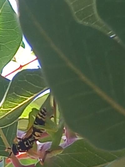 The image shows a close-up of a wasp with black and yellow markings perched on a plant. The wasp is positioned towards the lower left of the frame, with its body angled diagonally. The background consists of lush green leaves, some of which are blurred due to the shallow depth of field. The lighting suggests it is daytime, with sunlight filtering through the foliage. The setting appears to be a natural outdoor environment, likely a garden or park. There is no indication of any specific location within Άγιος Νεκτάριος, Greece.