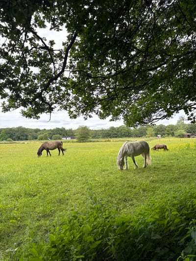 The image depicts a pastoral scene beneath the dappled shade of a large oak tree, likely located in Penn, United Kingdom. The foreground is dominated by lush green grass and foliage, with a cluster of nettles on the right. In the middle ground, a tranquil meadow stretches out, dotted with small yellow wildflowers. Three horses are grazing in the field. A dark brown horse is positioned on the left, facing left. A striking white horse stands to the right of the brown horse, also grazing. Further to the right and slightly in the background, a smaller, reddish-brown horse is visible. The background reveals a treeline with a variety of trees, and a few distant structures, including what appears to be a red-roofed building. The sky is overcast with clouds.