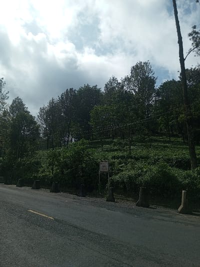 A road stretches into the distance, lined with grey concrete bollards. Lush green vegetation covers a hillside, merging into a dense forest of tall trees beneath a sky filled with white and grey clouds. A sign stands among the foliage. The scene evokes a sense of nature and tranquility.