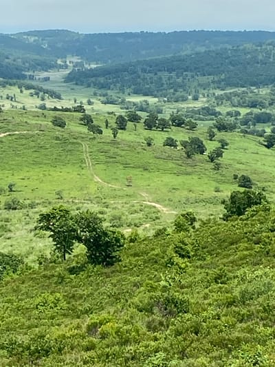 The image captures a panoramic view of a verdant, hilly landscape, likely in or around Kraskino, Russia. The foreground is dominated by dense, low-lying green foliage, creating a textured carpet that slopes upwards. A solitary, mature tree stands prominently on the left side of the frame, its leaves a deep green.

Further into the mid-ground, the terrain transitions to rolling hills covered in a mix of grass and scattered trees. A faint, winding dirt track snakes its way up one of these hills, suggesting a pathway through the landscape. More individual trees, varying in size and density, are dotted across these slopes.

In the distance, the landscape continues with more undulating hills, increasingly covered by a dense, darker green forest. The farthest hills are shrouded in a hazy blue-green, indicating atmospheric perspective and the vastness of the terrain. The sky above is a pale, overcast grey, contributing to the soft, diffused light across the scene. No people or structures are clearly visible in this natural environment.