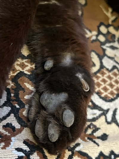 The image shows a close-up view of a dark brown cat's paw resting on a patterned rug. The paw has dark, rounded toe beans and is covered in soft fur. A small, translucent object, possibly a piece of plastic or shed claw, is visible on the upper part of the paw, near the edge. The rug has a repeating pattern of brown, black, and cream diamond shapes. The location is not discernible from the image.