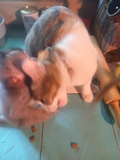 A blurry, overhead shot depicts two cats on a light blue tiled floor. One cat, a calico with a white underbelly and a brown and grey striped back, is partially in focus and positioned to the right. The second cat, a lighter brown color, is largely out of focus and to the left. Several pieces of cat food are scattered on the floor around the cats. In the background, elements suggest an indoor environment, including what seems to be a can of food, a white container, and other miscellaneous objects. The photo was taken in Ban Tai, Thailand.