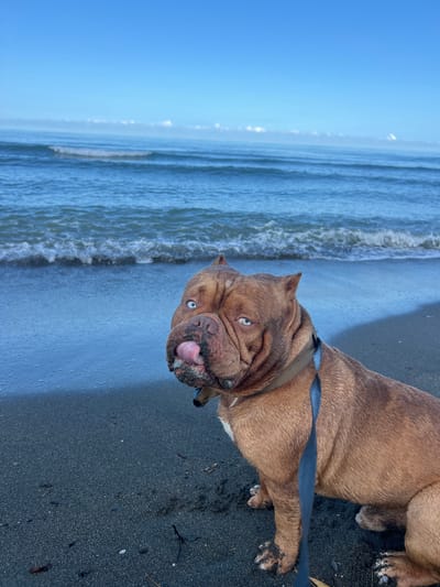 A brown dog with blue eyes sits on a dark, sandy beach. The dog is wearing a collar and a leash. The ocean is in the background, with gentle waves and a clear blue sky. The location is Shekvetili, Georgia.