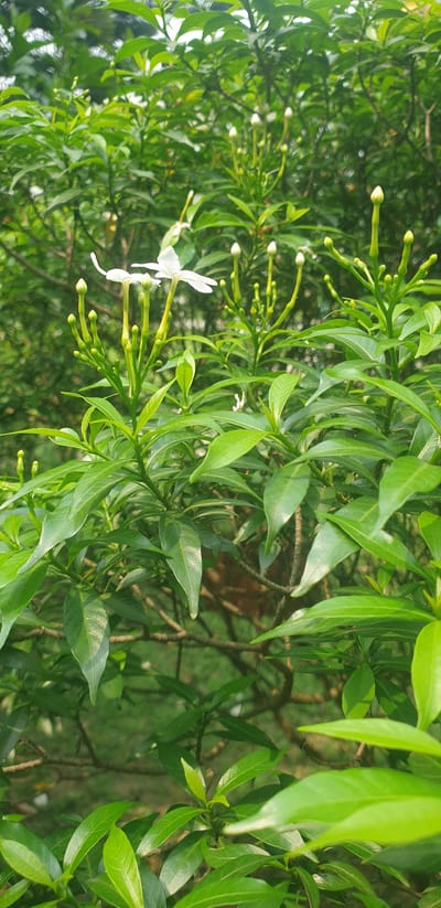 The image displays a close-up of a green plant with numerous buds and a few white flowers. The plant has long, slender leaves that are a vibrant green color. Several stalks emerge from the main plant, each topped with a cluster of small, white, pointed buds. Two white flowers are visible, with delicate petals that are slightly curved. The background is a blur of green foliage, suggesting the plant is part of a larger garden or natural setting. The lighting appears to be natural daylight, casting subtle shadows on the leaves and flowers. The scene is static, with no discernible action or interaction. The specific location in Rooppur, Bangladesh, is not visually indicated within the image itself, but the description adheres to the factual observation of the plant and its surroundings.