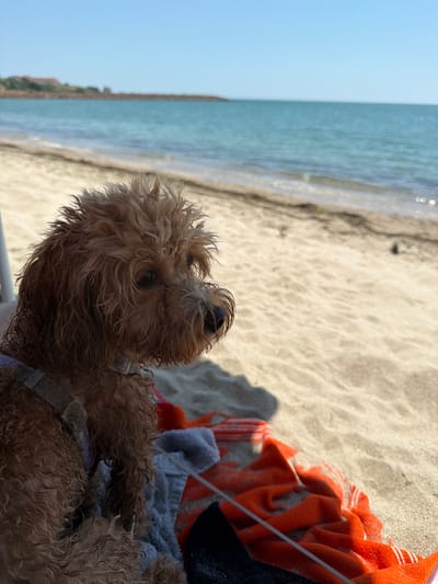 A wet, fluffy, light brown dog lies on a sandy beach next to orange and grey towels. The dog's fur is matted and damp, suggesting it has recently been in the water. Its eyes are dark and expressive, and it looks up and to the right with a curious gaze. The dog is wearing a harness. In the background, the turquoise sea meets the sandy shore under a clear blue sky, indicating it is a bright, sunny day, likely in the late morning or afternoon. The scene evokes a sense of relaxation and enjoyment of a beach outing. The location is Aheloy, Bulgaria. There is no visible text in the image.